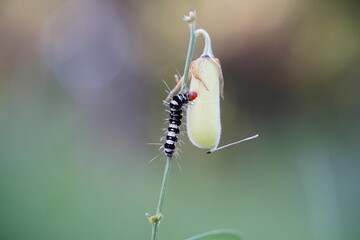 Lepidopteran caterpillar eating hemp plants.