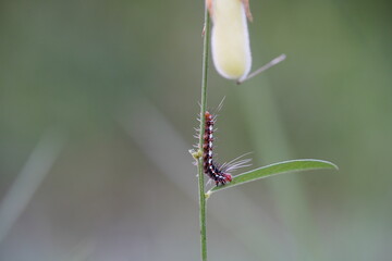 Lepidopteran caterpillar eating hemp plants.