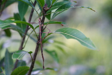 Young shoots of Mitragyna speciosa.