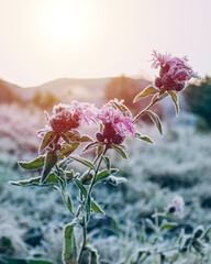 An image of a lone flower covered with frost against the background of a grass field. The rays of...