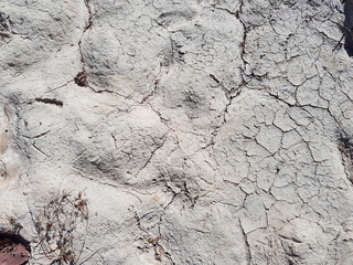 Dry soil damages rice production.