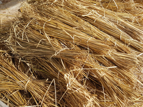 Vetiver grass is already dry in summer.