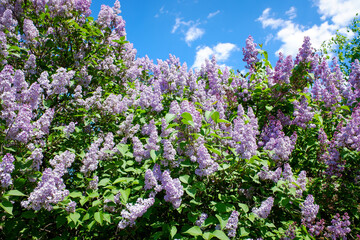 Blooming lilac trees close up, spring.