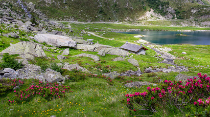 Mountain landscape. Adventure background. Small stone hut and bridge near the lake. Rhododendron bushes in the foreground. Cornisello Lake, Val Nambrone, Italy.