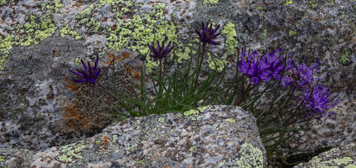 Botanical background, high altitude backdrop. Beautiful Raponzolo Orbicolare flowers among the...
