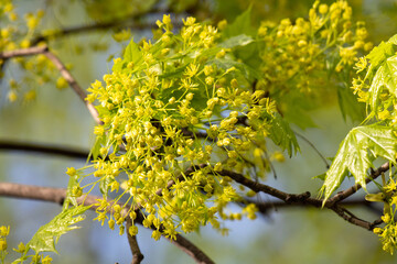 green tree leaves close-up on blurred bokeh background