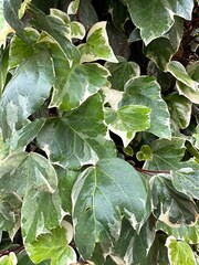 green ivy leaves