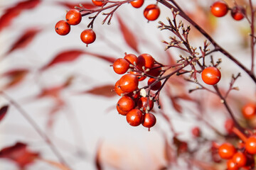 Colorful fall shrub with red berries ( Ardisia Crenata)