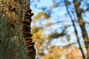 Bracket fungi growing on the bark of a tree trunk in a South Korean forest.