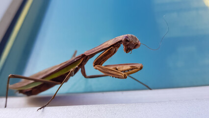 praying mantis on a white background
