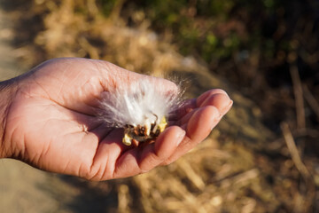 Hand holding a fuzzy seed pod with a flower emerging from it