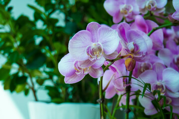 Closeup shot of a purple doritaenopsis orchid