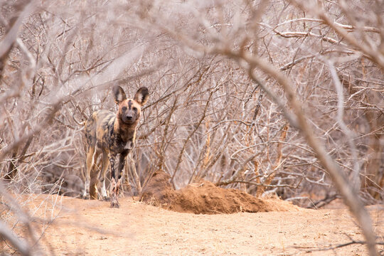 Licaone in Sud Africa
