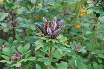 Baptisia plant pods. False Indigo seed pods. Puffy, oblong seed pods with a sharp tip at the apex develop.