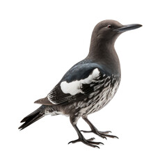 Black Guillemot isolated on transparent background
