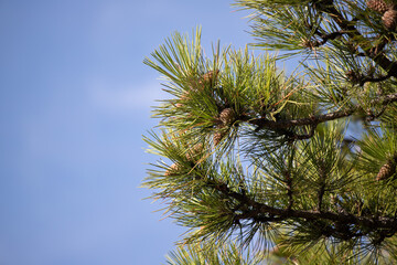 coniferous green trees against the sky