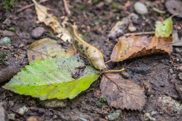 Close-up of Spotted Banana Slug or Pacific Banana Slug among fall leaves on forest floor are found in California, the Pacific Northwest and British Columbia, Canada and Alaska.