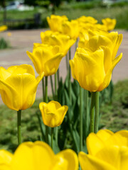 Blooming tulip close-up against the background of the spring sky.