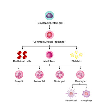 Hematopoiesis cell type scheme, stem cell, common myeloid progenitor, red blood cells, platelets, myeloblast, Basophil, neutrophil, eosinophil, monocyte, dendritic cell, macrophage. Vector design.