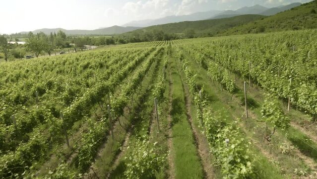 Vineyards in Alazani Valley, Kakheti, Georgia