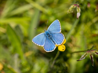 Adonis Blue Butterfly. Wings Open.