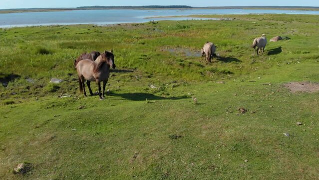 Drone footage of Beautiful Icelandic Horses in the fields of Iceland.
