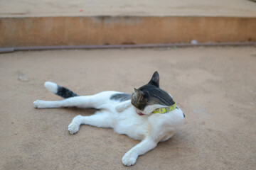 Fototapeta premium a cat licking itself