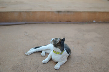 Fototapeta premium Cat on the floor looking up