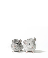 two chinchilla cubs on a white background
