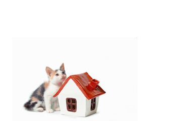 adoption of a tricolor kitten next to a house with a red roof