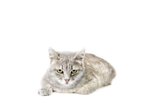 silver tabby cat isolated on white background
