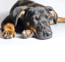 Mongrel puppy sleeps on a white background close-up