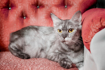 silver cat reclines on a red sofa