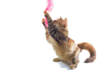 fluffy cat playing on white background