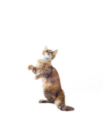 fluffy piebald cat stands on its hind legs on a white background