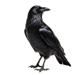 Obraz premium Common Raven isolated on transparent background