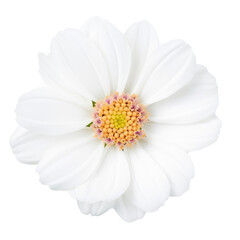 Fototapeta premium beautiful blossom flower isolated