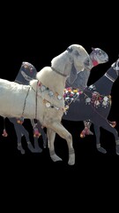 Traditional Pakistani Villages: Stunning Goat Racing in the Midst of Scenic Beauty