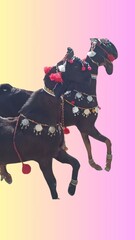 Traditional Pakistani Villages: Stunning Goat Racing in the Midst of Scenic Beauty