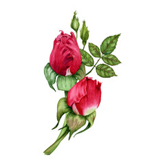 Composition with red rose flowers,  buds and green leaves. Hand drawn watercolor illustration isolated on transparent background. Floral designs for cards, invitations, covers, wrapping and wallpaper