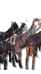 Traditional Pakistani Villages: Stunning Goat Racing in the Midst of Scenic Beauty