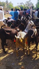 Traditional Pakistani Villages: Stunning Goat Racing in the Midst of Scenic Beauty