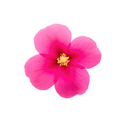 Fototapeta na wymiar beautiful blossom flower isolated