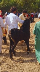 Traditional Pakistani Villages: Stunning Goat Racing in the Midst of Scenic Beauty