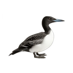 Common Loon isolated on transparent background