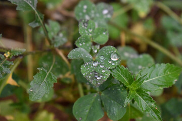 Hojas con gotas de agua encima