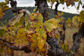 Hojas de la viña en otoño