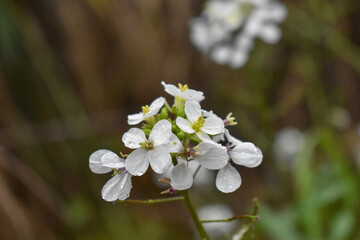 Flores blancas y amarillas en la montaña