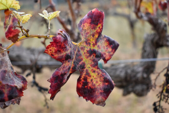 Hojas de la vi&ntilde;a en oto&ntilde;o