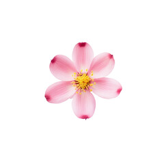 Obraz na płótnie Canvas beautiful blossom flower isolated